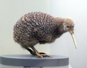 Esemplare di uccello kiwi impagliato (apterygidi), incapace di volare. Museo di Auckland, Nuova Zelanda da Prehistoric Prehistoric