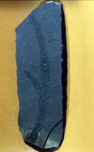 Preistoria: Glyptolepsis keuperiana, fossile di conifera del periodo triassico superiore, era mesozoica da Prehistoric Prehistoric