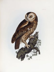 Gufo comune, 1841 da Prideaux John Selby