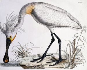 Spatola bianca, 1834 da Prideaux John Selby