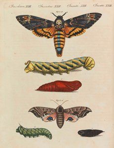 Libro illustrato per bambini, enciclopedia per bambini di Friedrich Johann Justin Bertuch, 1798-1830