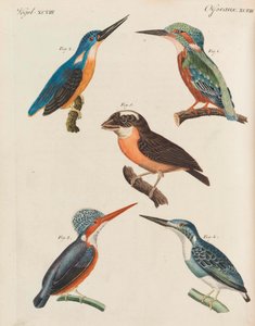 Libro Illustrato per Bambini Enciclopedia per Bambini di Friedrich Johann Justin Bertuch, 1798-1830 da Pupils of the Weimar Princely Free