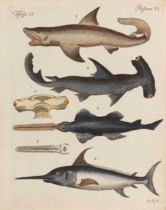 Libro illustrato per bambini Enciclopedia dei bambini di Friedrich Johann Justin Bertuch, 1798-1830 da Pupils of the Weimar Princely Free