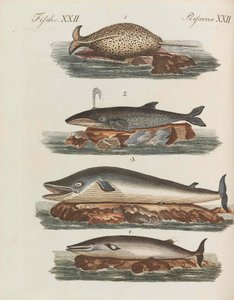 Libro illustrato per bambini, enciclopedia per bambini di Friedrich Johann Justin Bertuch, 1798-1830 da Pupils of the Weimar Princely Free