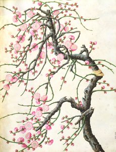 Fiori di pesco da Qing Dynasty Chinese School