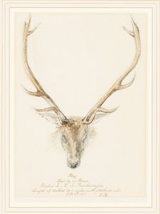 Un Cervo Abbattuto da John Brown, 1874