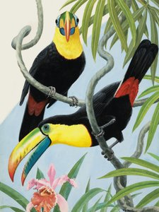 Uccelli dal becco grosso