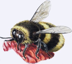 Ape da miele (gouache su carta) da R.B. Davis