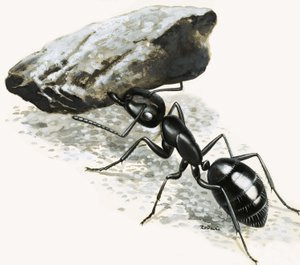 Piccoli mostri: La formica potente
