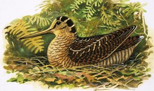 Guardare la natura: La beccaccia