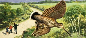 Guardare la natura: La beccaccia da R.B. Davis