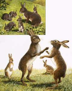 Il regno della natura: Incontro con la Lepre Marzolina Pazza da R.B. Davis