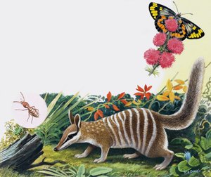 Numbat da R.B. Davis