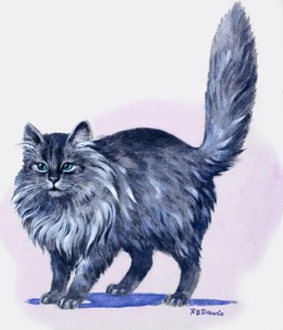 Gatto persiano, da 