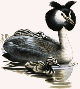 Lo svasso maggiore da R.B. Davis
