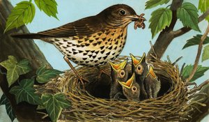 Il tordo bottaccio da R.B. Davis