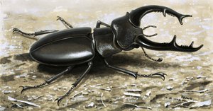 Lo scarabeo cervo da R.B. Davis