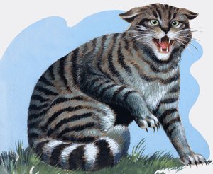 Gatto selvatico, da 