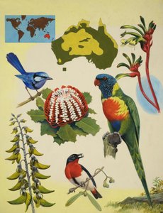 La fauna selvatica dell