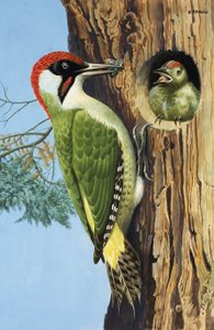 Picchio (gouache su carta) da R.B. Davis