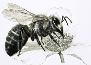 Ape operaia che raccoglie il nettare dal fiore