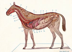 Sezione verticale del corpo di un cavallo, c1907 c1910 da RE Holding