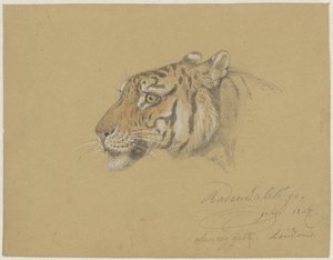 Testa di una tigre da Raden Sarief Bastaman Saleh