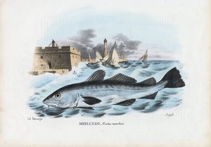 Merluzzo atlantico, 1863-79 da Raimundo Petraroja