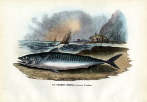 Sgombro Atlantico, 1863-79 da Raimundo Petraroja