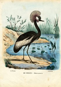 Gru Coronata Nera, 1863-79 da Raimundo Petraroja