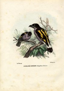 Broadbills, 1863-79 da Raimundo Petraroja