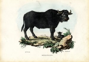 Bufalo, 1863-79