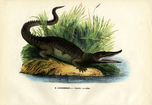 Caimano, 1863-79 da Raimundo Petraroja