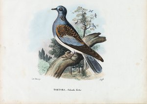 Tortora europea, 1863-79 da Raimundo Petraroja