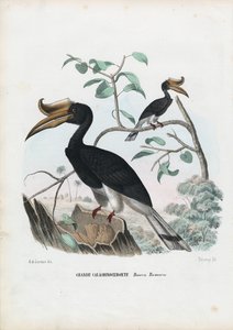 Grande bucero, 1863-79 da Raimundo Petraroja