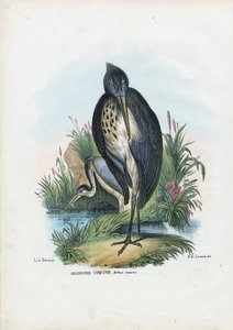 Airone cenerino da Raimundo Petraroja