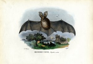 Pipistrello dalle lunghe orecchie grigie da Raimundo Petraroja