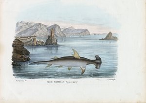 Martello, 1863-79 da Raimundo Petraroja