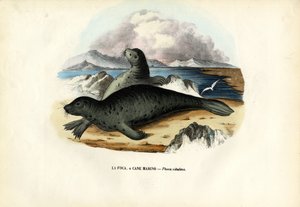 Foca del porto, 1863-79 da Raimundo Petraroja