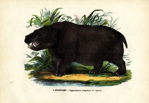 Ippopotamo, 1863-79 da Raimundo Petraroja
