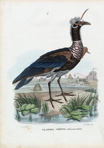 Urlatore cornuto, 1863-79