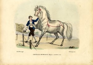 Cavallo italiano, 1863-79