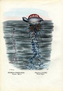 Meduse, 1863-79 da Raimundo Petraroja