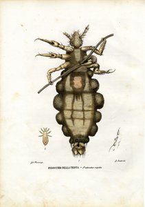 Pidocchio, 1863-79