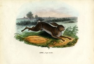Lepre di montagna, 1863-79 da Raimundo Petraroja