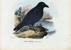 Corvo, 1863-79