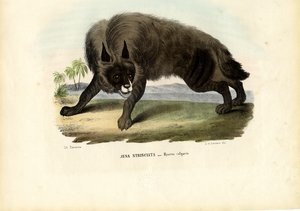 Iena striata, 1863-79 da Raimundo Petraroja