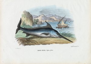 Pesce spada, 1863-79 da Raimundo Petraroja