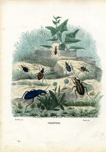 Tigri e coleotteri, 1863-79