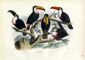 Tucani, 1863-79 da Raimundo Petraroja